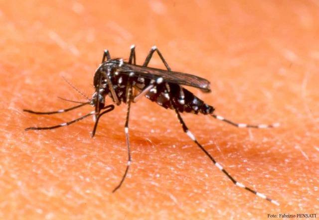 Hình ảnh muỗi gây ra sốt xuất huyết