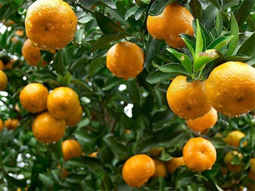 Quýt là một loại cây ăn quả được trồng khá nhiều ở nước ta